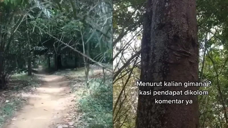 Viral Pohon Bergambar Muka, Disebut saat Malam Jadi Tempat Kuyang