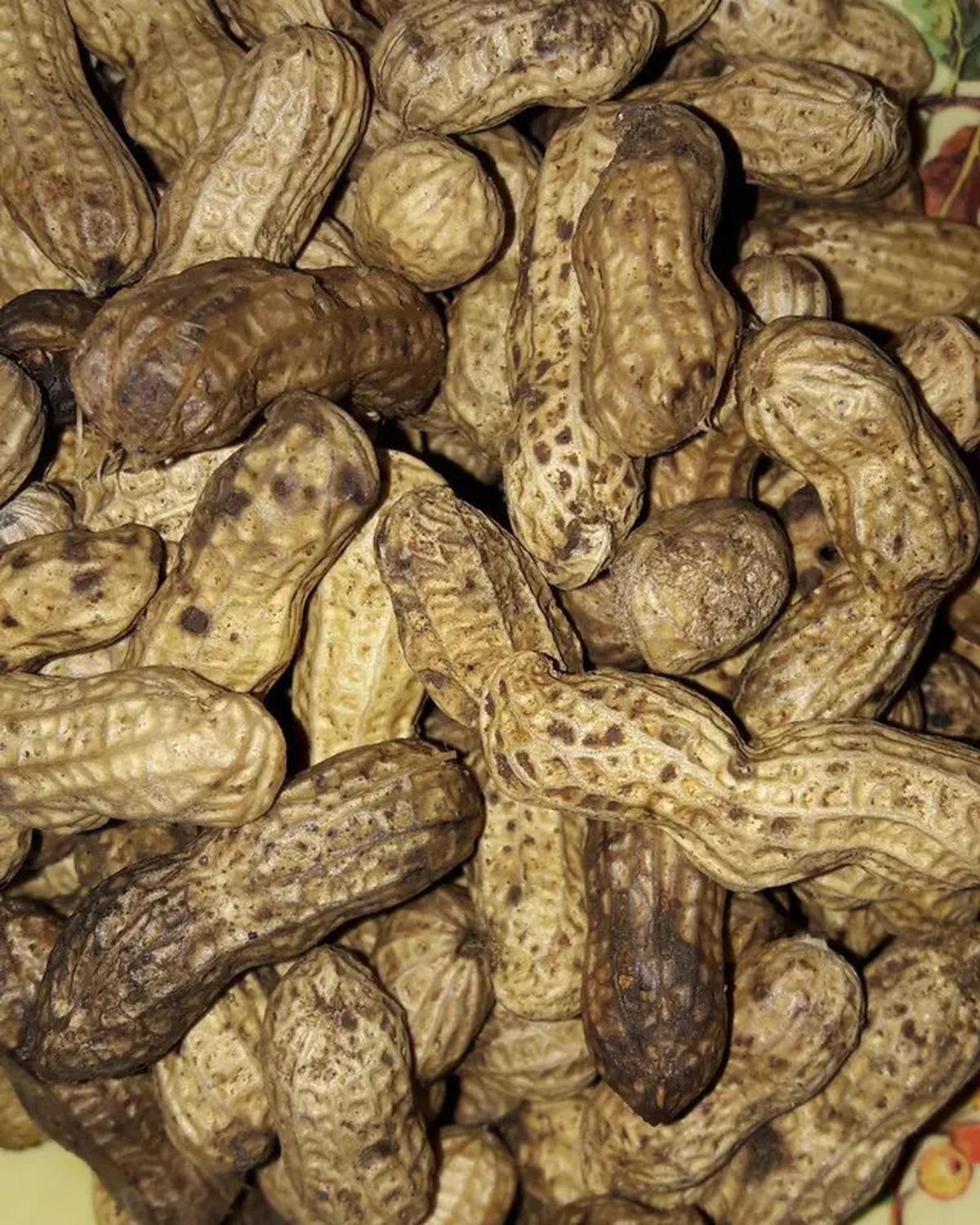 Cara Merebus Kacang Tanah, Tak Perlu Lama agar Bisa Empuk