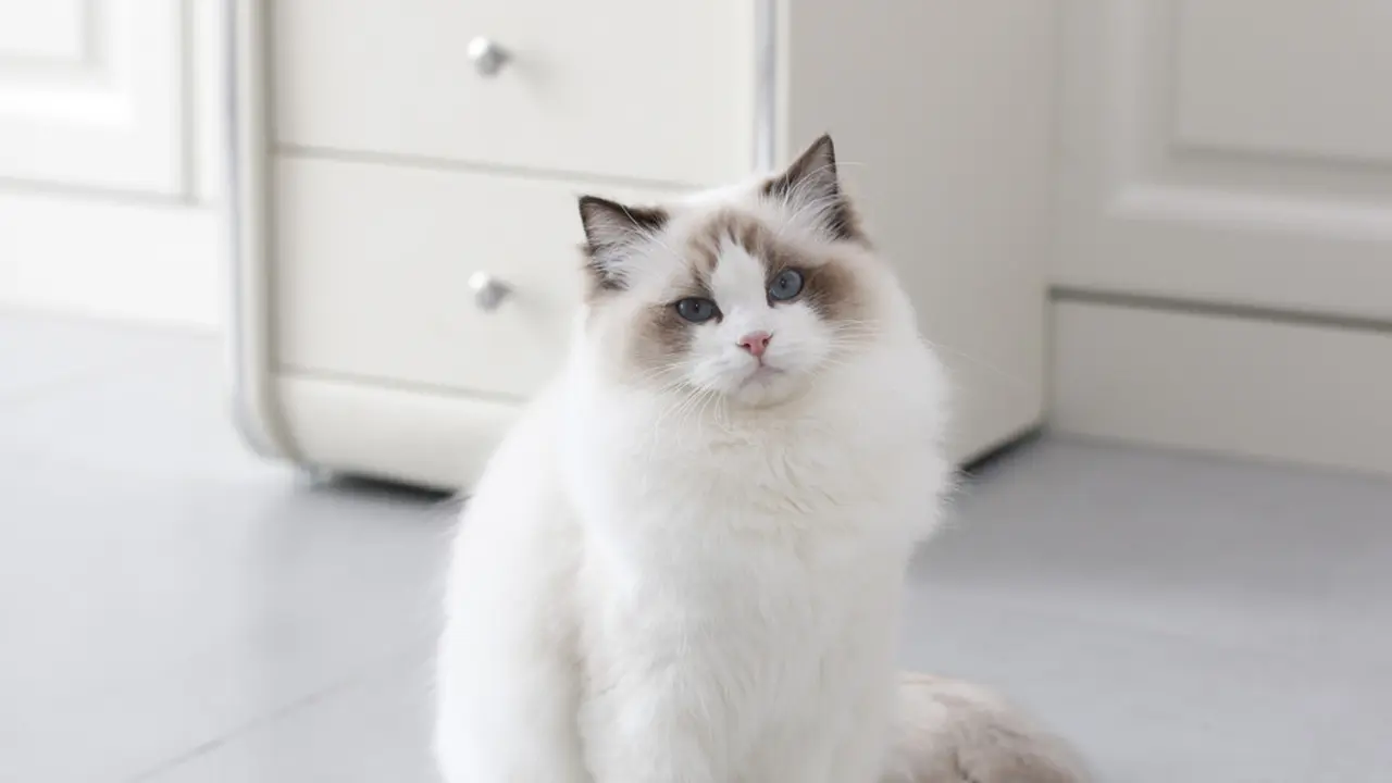 Jarang Rontok, Ini Alasan Bulu Kucing Ragdoll Bertebaran di Sekitar Rumah