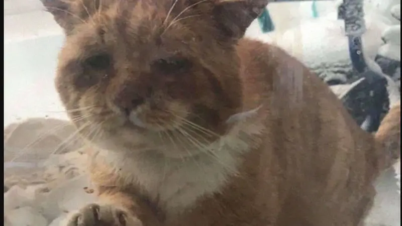 Viral, Kisah Pilu Kucing Liar Meminta Tolong ke Manusia karena Kesakitan