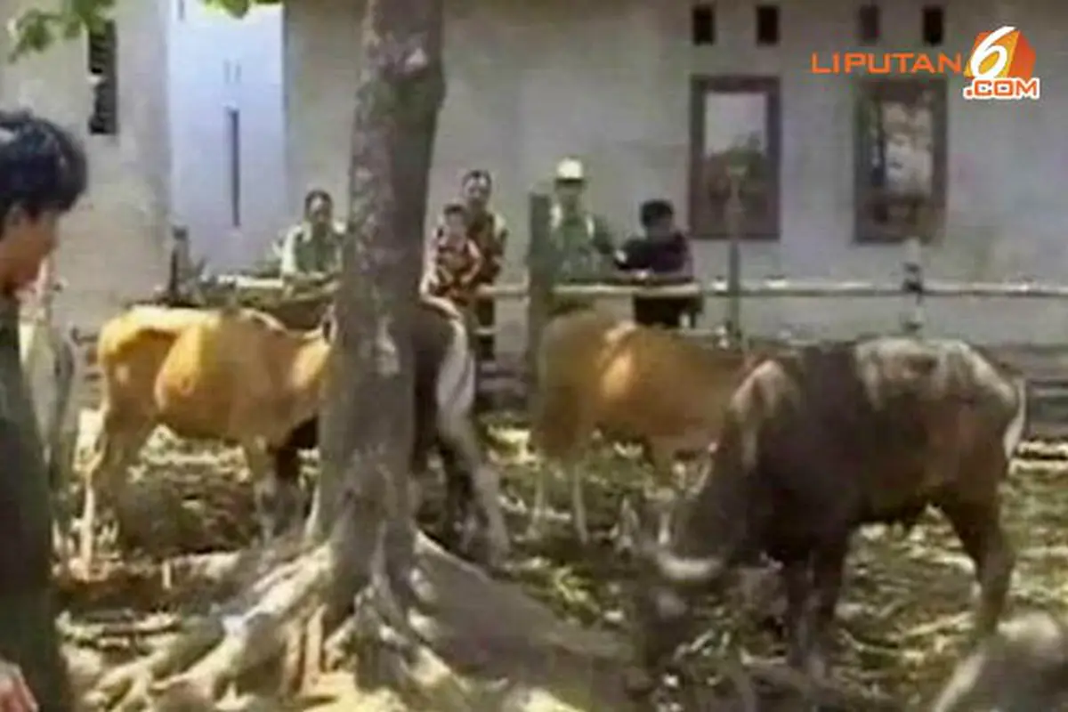 sapi-cacingan-131003b.jpg