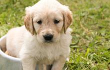 Kenali Penyebab Anjing Batuk: Dari Kennel Cough Hingga Benda Asing di Tenggorokan