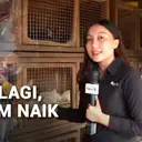 Program MBG Aktif Lagi, Pemerintah Kendalikan Harga Beli Ayam