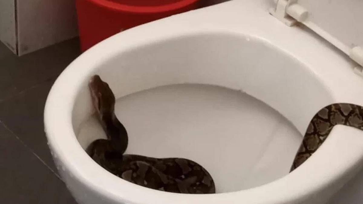 Masuk Musim Panas, Ini Tanda-tanda Ada Ular Bersembunyi di Rumah
