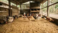 6 Bahan Alas Kandang Ayam yang Tidak Mudah Menggumpal saat Terkena Kotoran