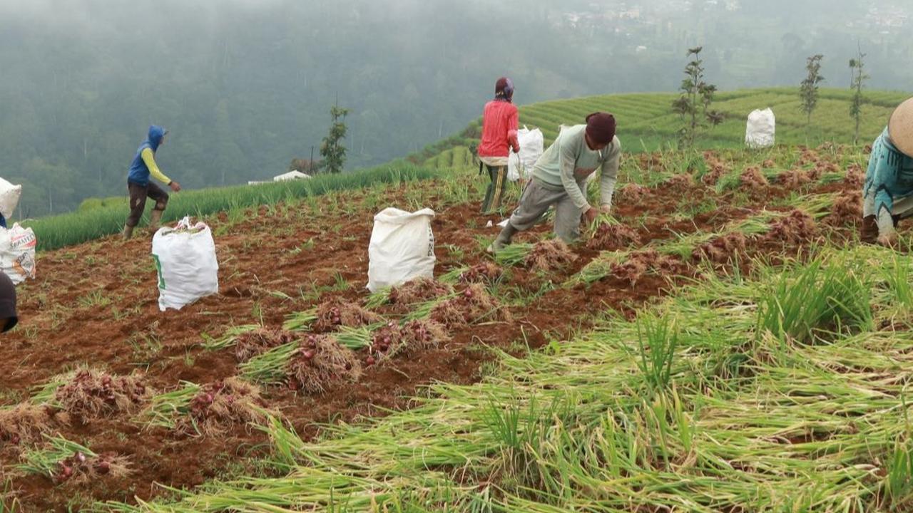 Cerita Petani Bisa Jual petai Hingga Jepang dan Amerika Serikat