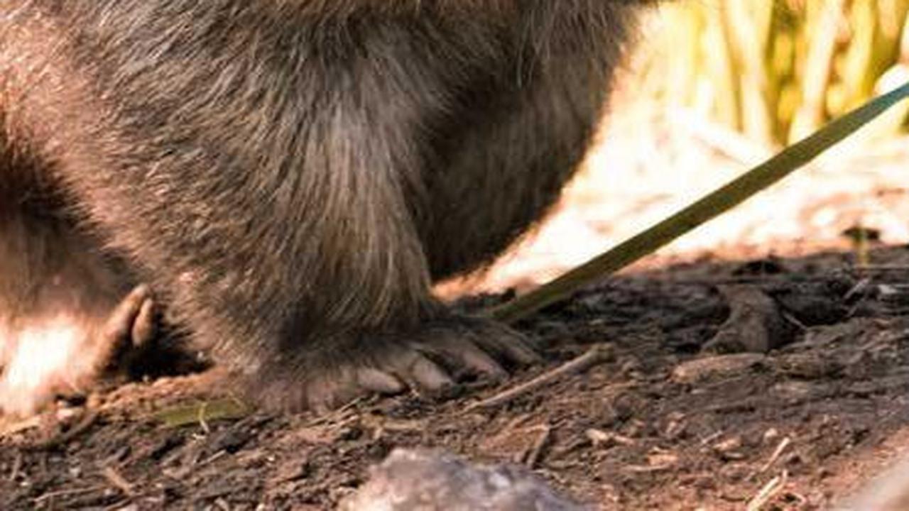8. Marsupial<br>