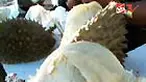 Saat ini durian Lhong di Aceh Besar tengah panen. Ini waktu yang tepat untuk makan durian manis dengan harga murah. 