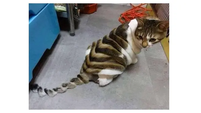 Potret Kucing Mirip Dinosuarus Ini Bikin Senyum-senyum Sendiri