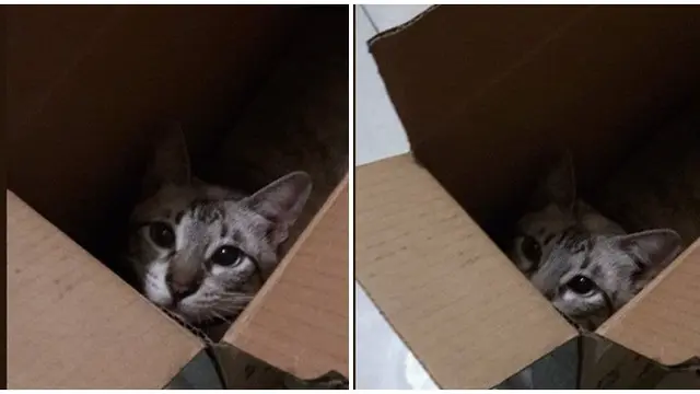 Potret Kucing Dikirim Melalui Peketan Dalam Kardus