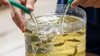 Cara Ternak Lele di Galon 5 Liter agar Cepat Panen 45-60 Hari, Ikuti 7 Langkah Ini
