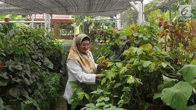 Melihat Proses Konservasi dan Budidaya Begonia di Rumah Kaca