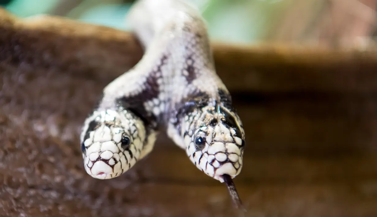 Seekor ular raja California berkepala dua bernama Tom & Jerry dipamerankan di 'Expo Reptil', Villeneuve, Swiss (22/12). Pameran ini diadakan 21 Desember 2018 hingga 3 Maret 2019. (Laurent Gillieron/Keystone via AP)