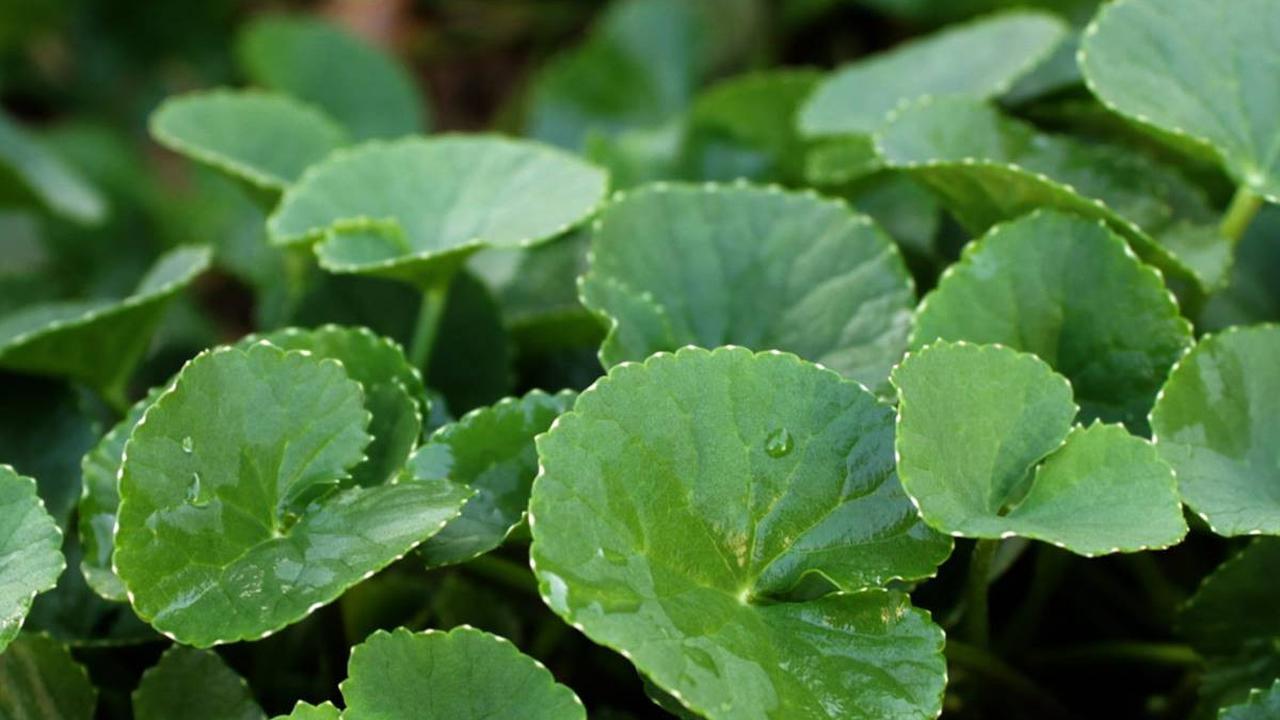 ilustrasi centella asiatica