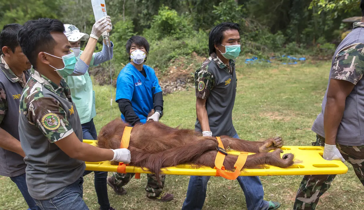 Orang Utan dibius di pusat konservasi Kao Pratubchang, Thailand, Kamis (27/8/2015). Petugas Konservasi akan melakukan pemeriksaan terhadap Orang Utan asli Indonesia yang disita dari taman hiburan di Phuket sejak 2008. (REUTERS/Athit Perawongmetha)