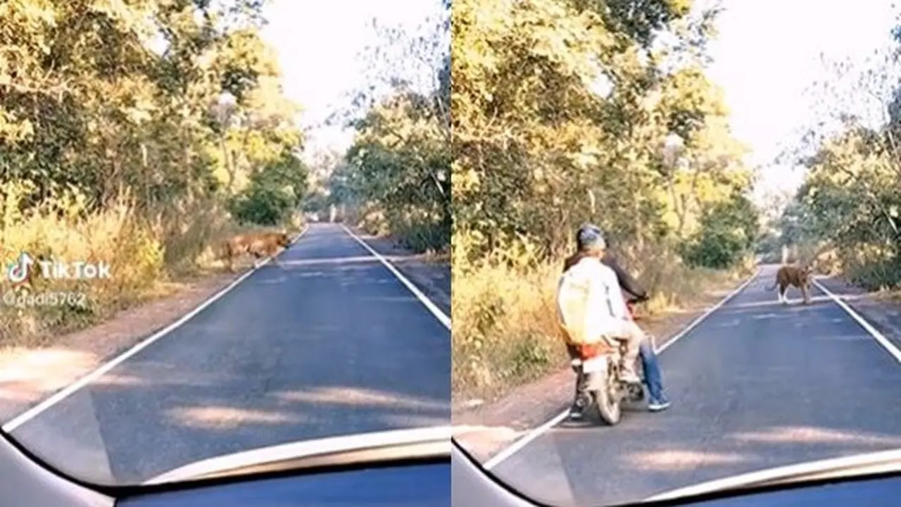 Viral Pengendara Motor Kaget Dicegat Harimau di Tengah Jalan, Bikin Panik