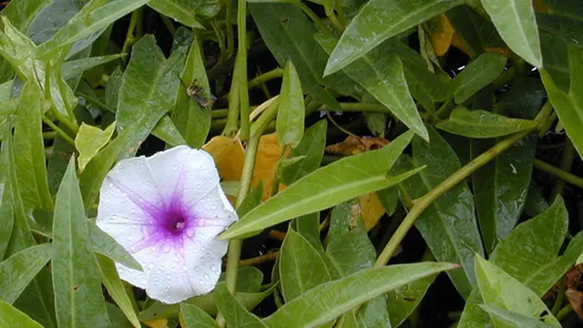 Foto: Copyright Wikipedia.com