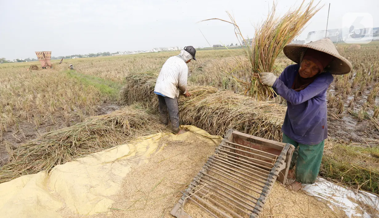 Petani merontokan padi hasil panen di Kabupaten Tangerang, Banten, Jumat (16/7/2021). Badan Pusat Statistik (BPS) mencatat nilai ekspor sektor pertanian pada bulan Juni 2021 mengalami kenaikan, yakni sebesar 33,04 persen (M-to-M) atau sebesar 15,19 persen secara (Y-on-Y). (Liputan6.com/Angga Yuniar)