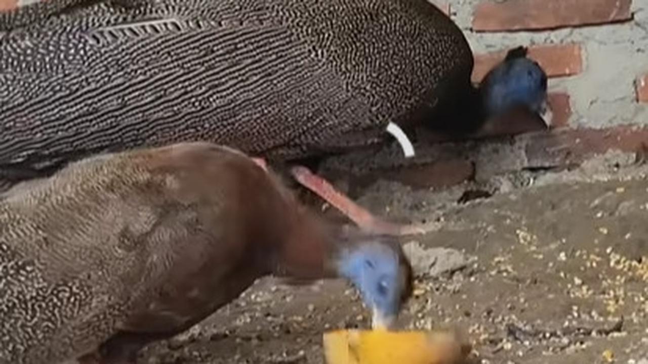 Burung Kuau Raja