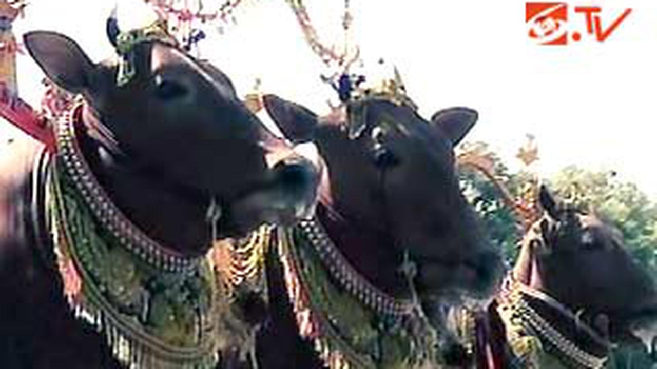Martabat di Dunia Sapi