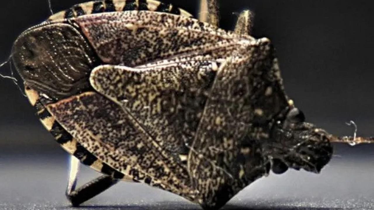 Perkiraan biaya untuk mendisinfeksi rumah dengan insektisida standar dan mengganti barang-barang yang terpapar kutu busuk seperti pakaian dan tempat tidur memakan sekitar $2500–$3000 (USD).<br>