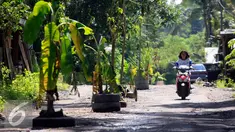 Pengendara motor melintasi jalan Desa Glagahsari, Cangkringan Sleman yang di tanami sejumlah pohon, (23/2). Aksi penanaman pohon sebagai bentuk protes atas rusaknya jalan yang belum diperbaiki sejak 5 tahun letusan Merapi. (Liputan6.com/Boy Harjanto)