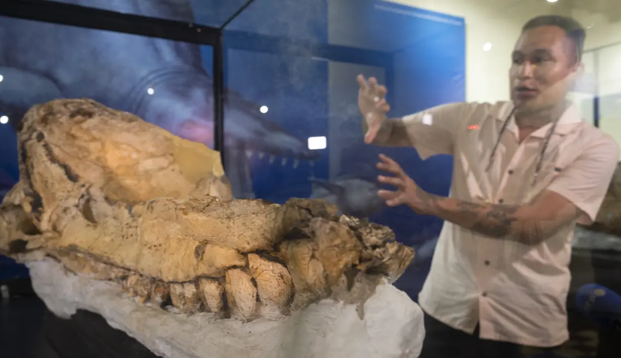 Ahli paleontologi Peru Aldo Benites dan Jeri Ramon, Direktur Peruvian University of San Marcos, menjelaskan rincian penemuan fosil paus sperma prasejarah "diawetkan utuh selama tujuh juta tahun" di National Natural History di Lima, Rabu (15/2/2023). Penemuan spesimen tersebut, yang hingga kini dikenal sebagai paus sperma Ocucaje macroraptor, ini juga menunjukkan bahwa paus sperma di masa lalu jauh lebih umum daripada sekarang. (Cris BOURONCLE / AFP)