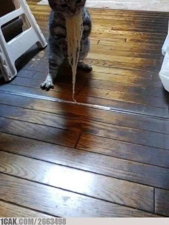 6 Potret Lucu Kucing Rebut Makanan Majikan Ini Kocak Banget