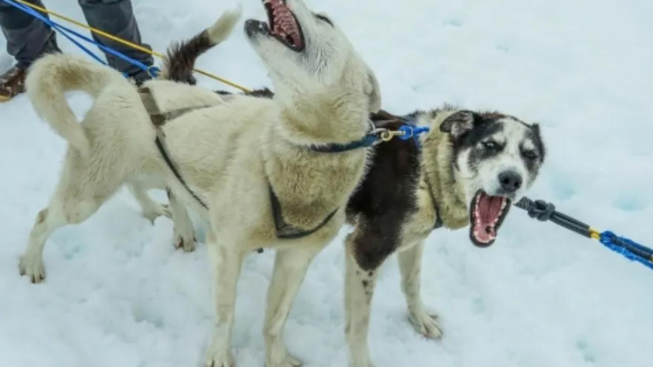 6. Mitologi Rusia - Anjing Dewa Tuli