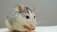 Selain memakan kabel dan merusak furniture rumah, ternyata tikus juga bisa memakan sabun mandi (Sumber Foto: Pixabay.com)