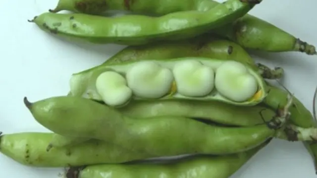 Sayuran dengan Kandungan Protein Tertinggi yang Bisa Ditanam Sendiri