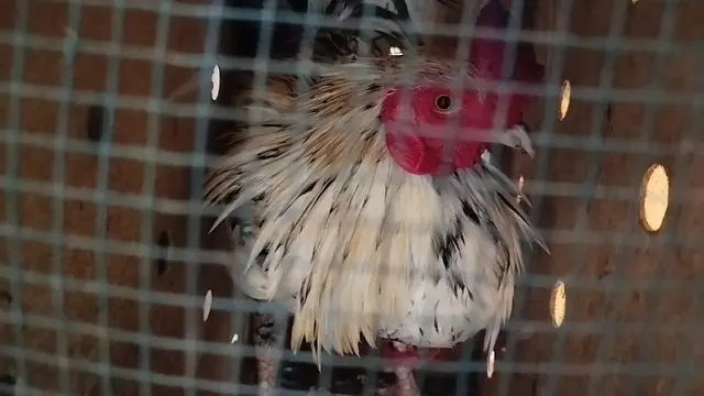 Ayam jago yang ditemukan di lokasi kejadian penembakan 3 anggota polisi saat grebek judi sabung ayam, di Way Kanan, Lampung. Foto : (Liputan6.com/Ardi).