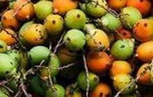 Manfaat Buah Pinang untuk Kesehatan, Bisa Tingkatkan Gairah Pria