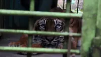 Harimau sumatera bernama Bintang Baringin, jenis kelamin jantan, berusia 10 tahun, di Medan Zoo (Reza Efendi)
