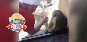 Ini Reaksi Monyet Jika Nonton Sulap