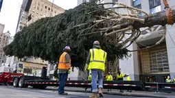 Pohon Natal Rockefeller Center 2020 disiapkan untuk diletakkan di Rockefeller Plaza, New York pada Sabtu (14/11/2020). Pohon cemara spruce Norwegia setinggi 75 kaki dan 11 ton tersebut berasal dari Oneonta untuk menyambut Natal 2020. (AP Photo/Craig Ruttle)