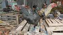 Seekor ayam yang di jual di kawasan jalan raya Bogor KM 32, Depok, Selasa (12/6). Menjelang perayaan Idul Fitri 1439 H, para pedagang ayam dan entok mulai memadati pinggir jalan raya Bogor KM 32. (Liputan6.com/Herman Zakharia)