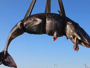 Foto pada 29 Maret 2019 memperlihatkan seekor paus diangkat ke atas truk setelah ditemukan mati terdampar di Pulau Sardinia, Italia. Yang menyedihkan,  di dalam perut paus sperma yang sedang hamil tersebut terdapat 48,5 pon atau 22 kilogram sampah  plastik. (SEAME Sardinia Onlus via AP)