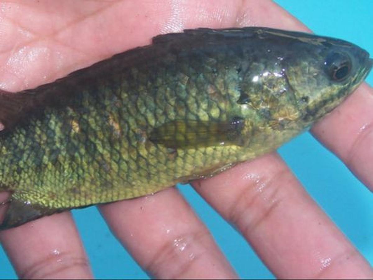 Ikan Betok