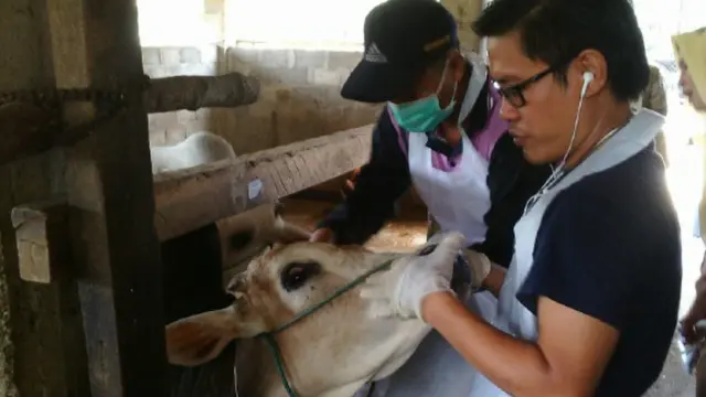 17 Tahun Berlalu, Virus Jembrana Kembali Mewabah di Sumsel