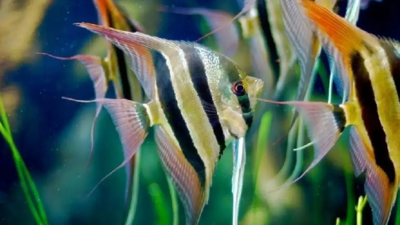 Ikan Manfish (Foto: Molly Jaya)