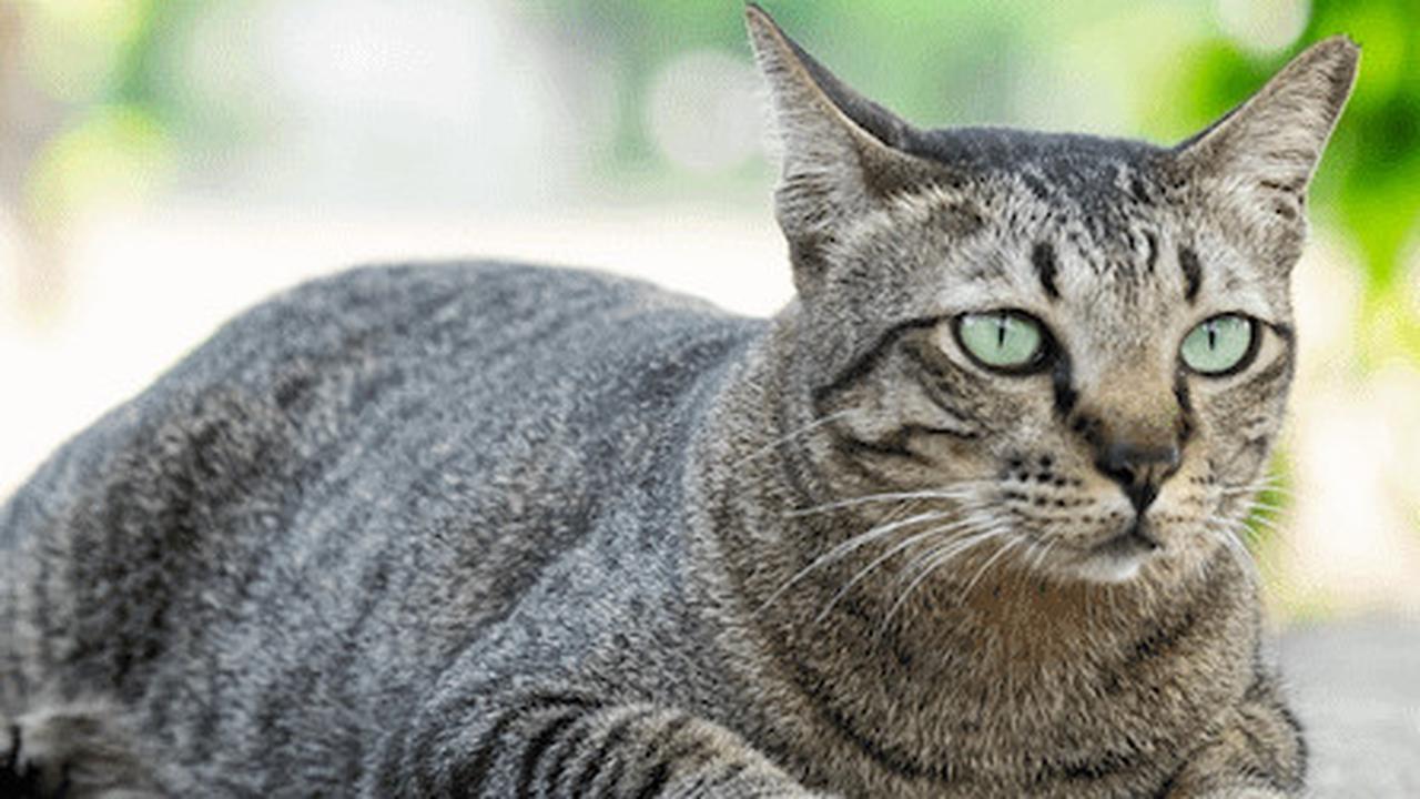 Ilustrasi Kucing Moggy