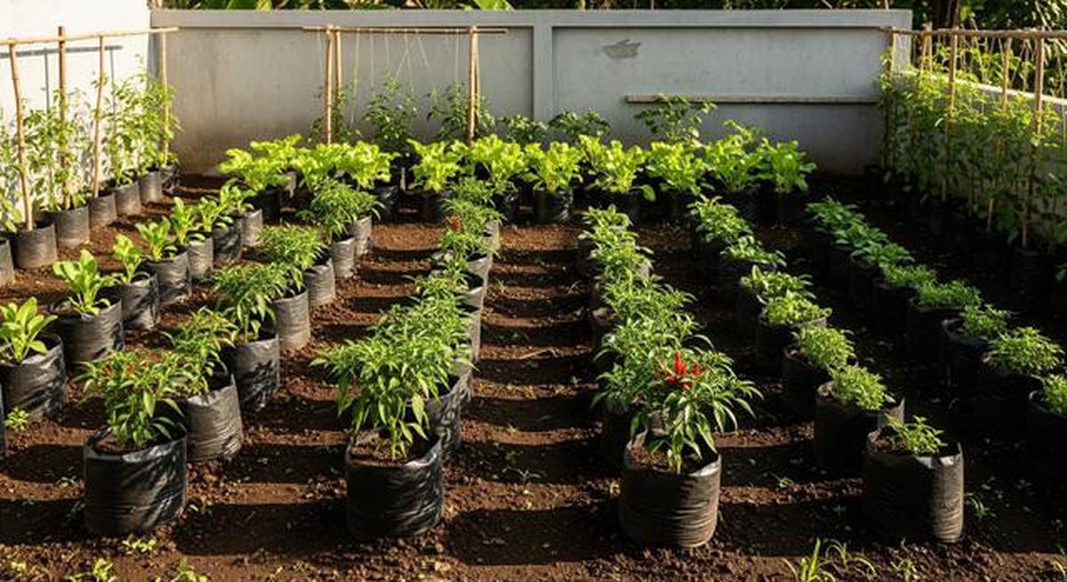9 Ide Kebun Sayur Minimalis Belakang Rumah Modal Rp 300 Ribu, Cocok untuk Pemula