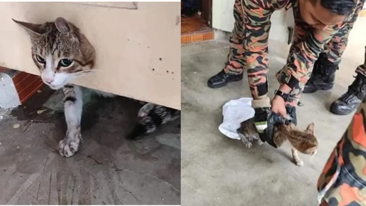 Kisah Kucing yang Kepalanya Terjepit di Pintu Ini Bikin Terenyuh