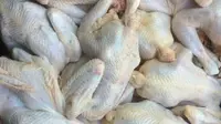 Cara Alami Mengempukkan Ayam Kampung dengan Cepat, Ternyata Pakai Bahan Ini