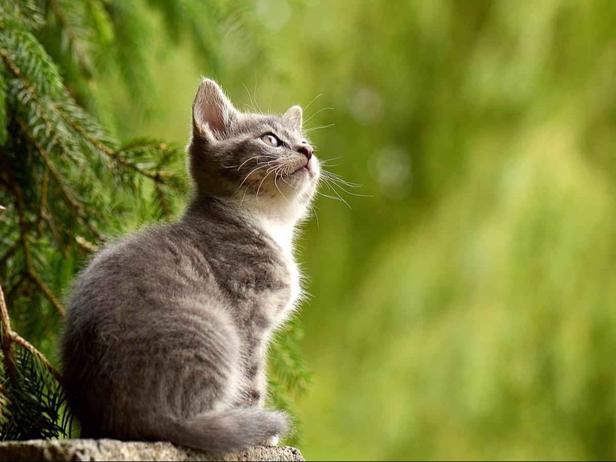 Cara Mengatasi Bau Mulut pada Kucing