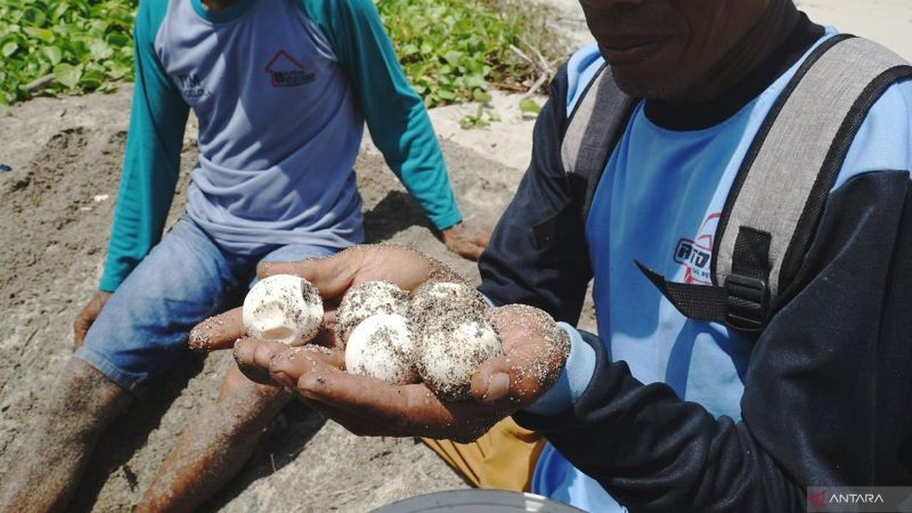 Fakta Unik: Tanpa Bantuan Pemerintah, Pokdarwis Sanggaria Lakukan Konservasi Penyu Tulungagung Sejak 2016