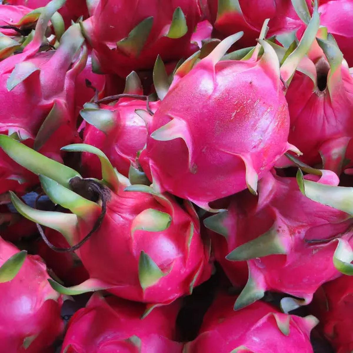 10 Khasiat Buah Naga untuk Kesehatan, Kaya Nutrisi dan Cocok untuk Diet