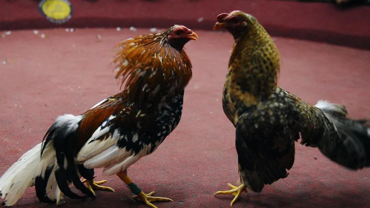 Arena Sabung Ayam Jadi Ajang Pembantaian, 12 Orang Tewas dan 4 Tersangka Ditangkap