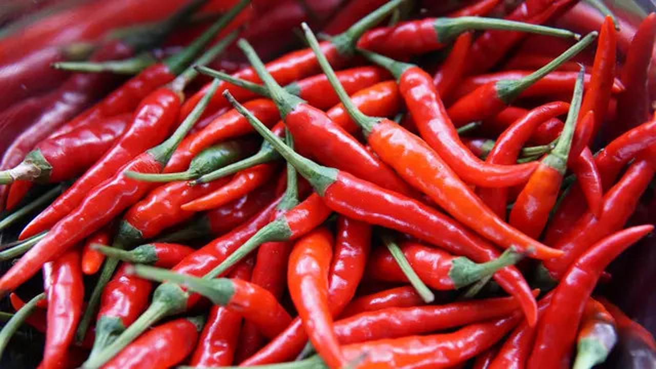 5 Tanaman Penghasil Uang di Lahan Sempit, Cara Terbaik Dapat Cuan dari Rumah